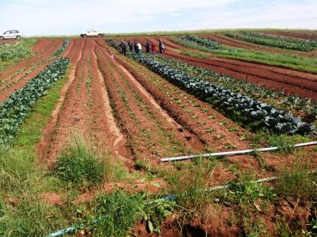 Tio Hugo/2013 - propriedade beneficiada pelo Programa - pratica horticultura como atividade complementar. 