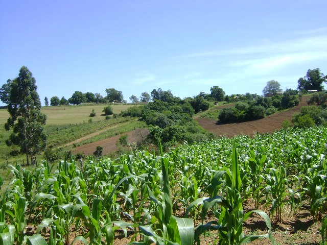 Vila Nova do Sul/2013 - lavoura de milho em propriedade contemplada pelo Programa.